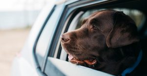 pes vykukajuci z okna auta